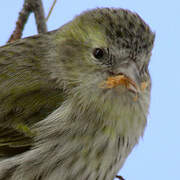 Eurasian Siskin