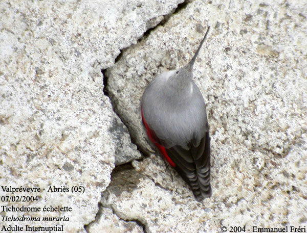 Wallcreeper