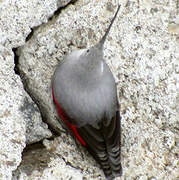 Wallcreeper