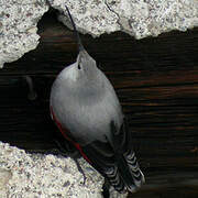 Wallcreeper