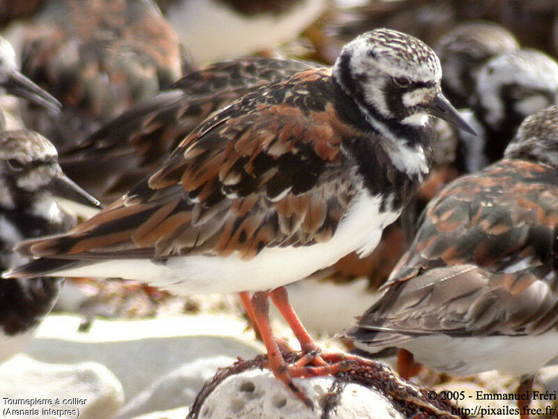 Ruddy Turnstone