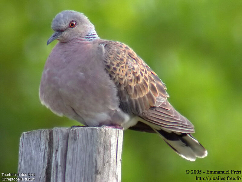 European Turtle Dove