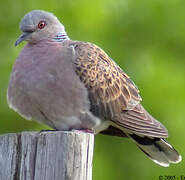 European Turtle Dove