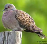 European Turtle Dove