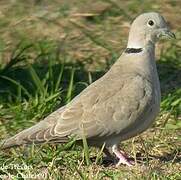 Eurasian Collared Dove