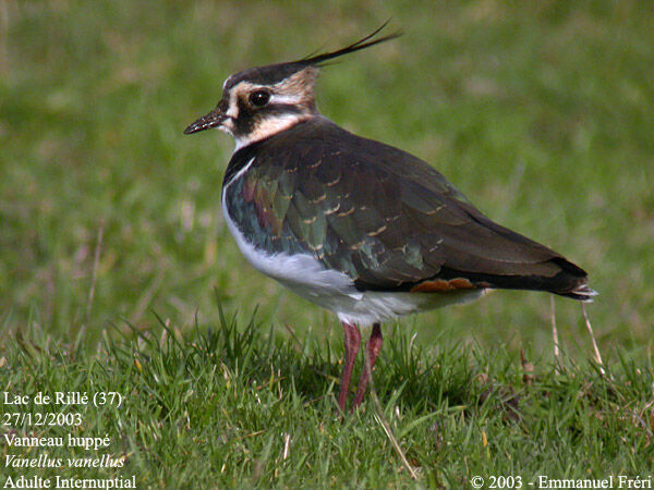 Northern Lapwing