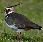 Northern Lapwing