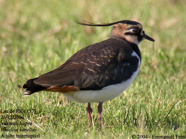 Northern Lapwing