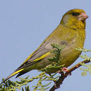 European Greenfinch