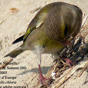 European Greenfinch