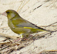 European Greenfinch