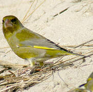 European Greenfinch