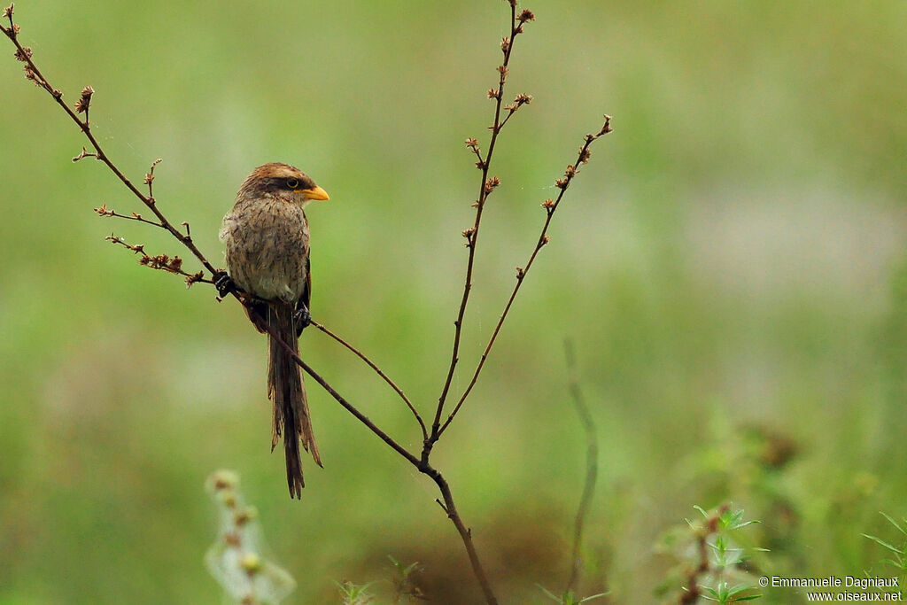 Yellow-billed Shrike