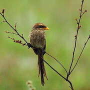 Yellow-billed Shrike