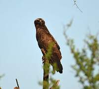 Wahlberg's Eagle