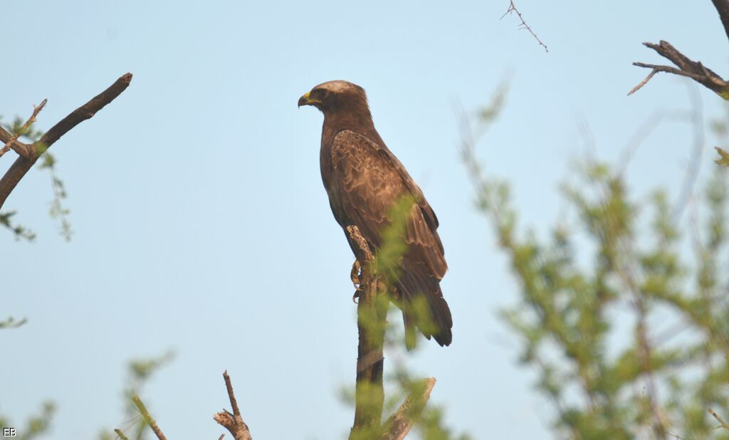 Aigle de Wahlbergadulte, identification