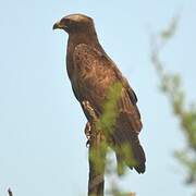 Wahlberg's Eagle