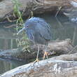 Aigrette ardoisée