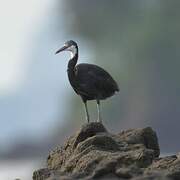 Western Reef Heron