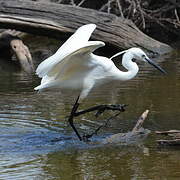 Aigrette garzette