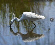 Aigrette garzette