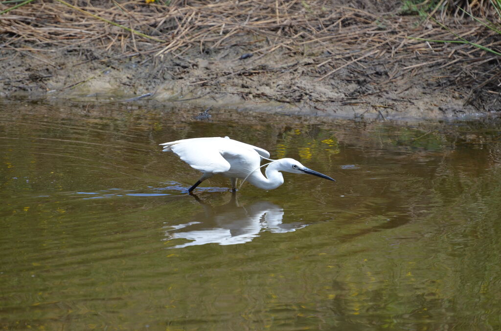 Little Egretadult breeding, Behaviour