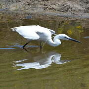 Little Egret