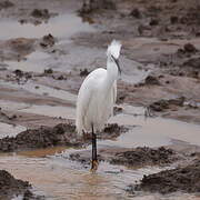 Little Egret