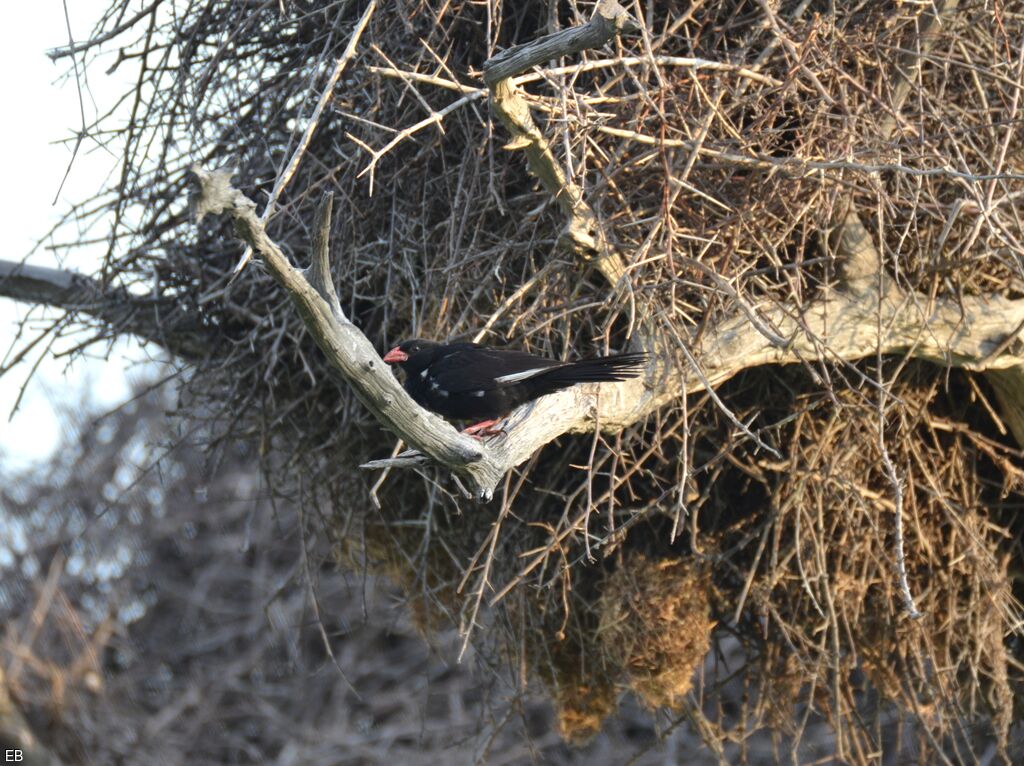 Red-billed Buffalo Weaveradult, identification, Reproduction-nesting