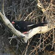 Red-billed Buffalo Weaver