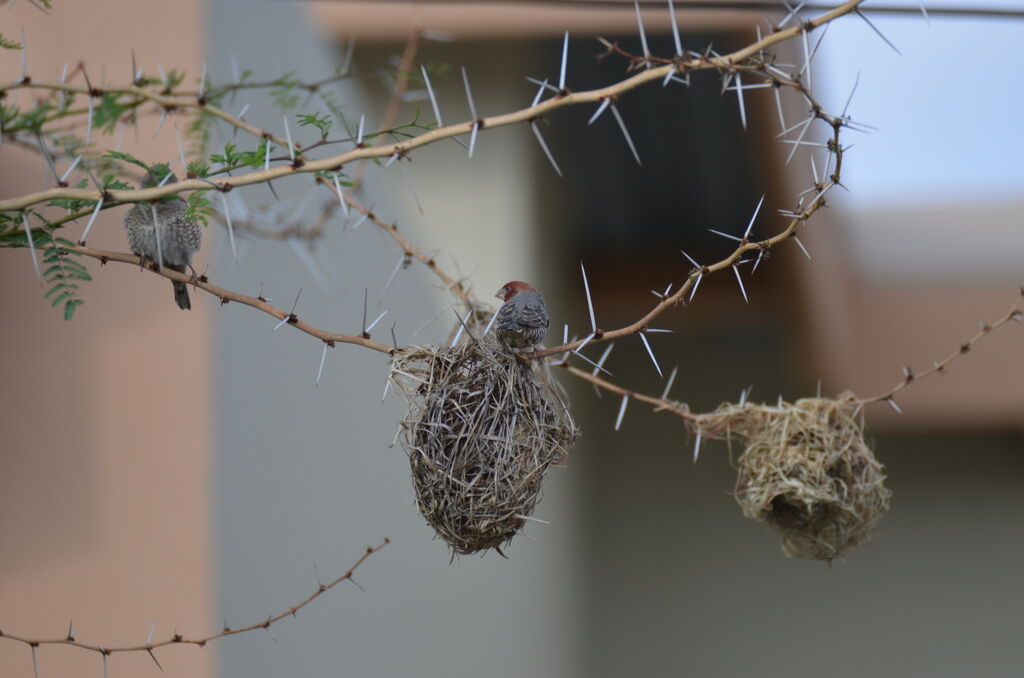 Red-headed Finch, identification, Reproduction-nesting