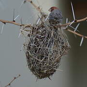 Red-headed Finch