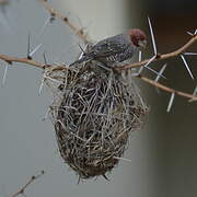 Red-headed Finch