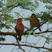 Red-billed Firefinch