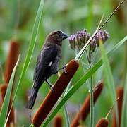 Thick-billed Weaver