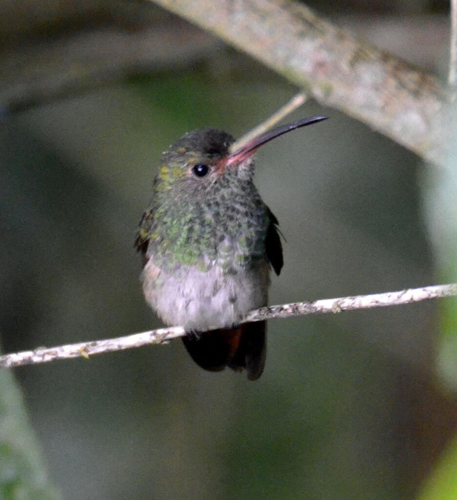 Ariane à ventre grisadulte, identification