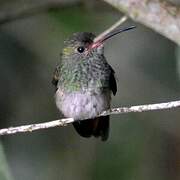 Rufous-tailed Hummingbird