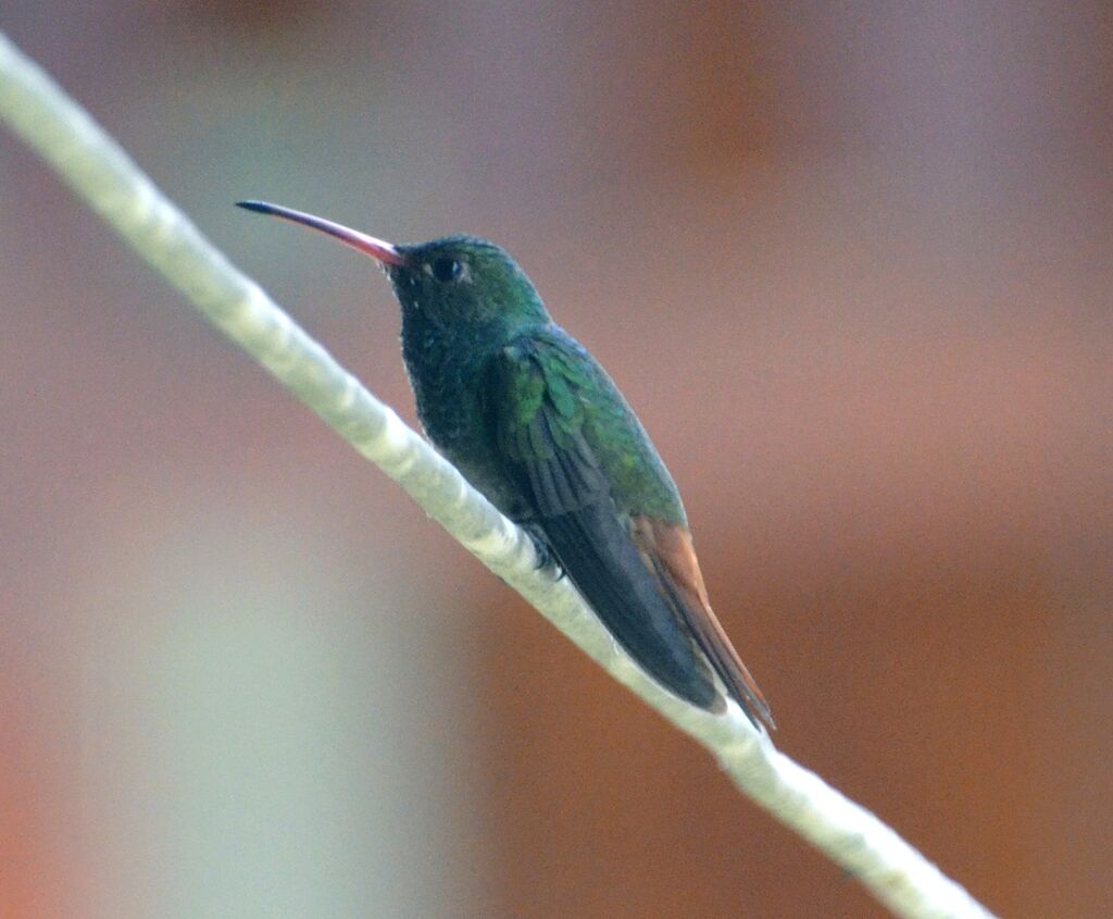 Rufous-tailed Hummingbirdadult, identification