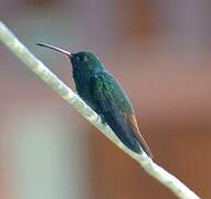 Rufous-tailed Hummingbird