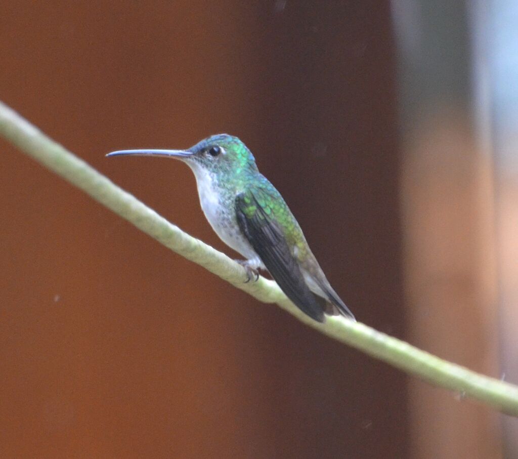 Andean Emeraldadult, identification