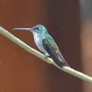 Andean Emerald