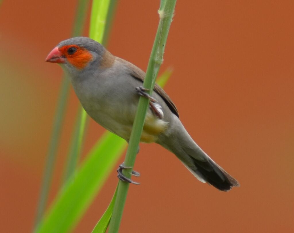 Astrild à joues orangeadulte, identification