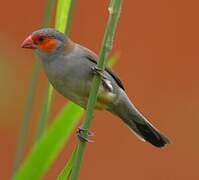 Orange-cheeked Waxbill