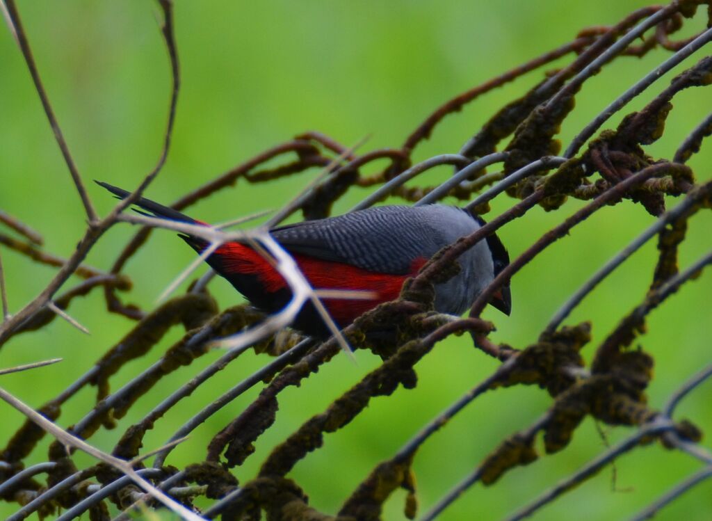 Black-headed Waxbill