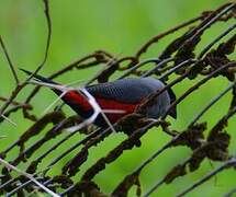 Black-headed Waxbill