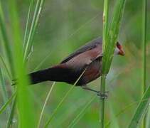 Common Waxbill