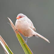 Common Waxbill