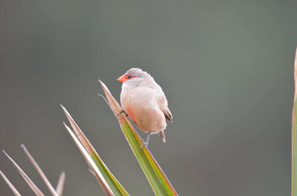 Common Waxbilladult, identification