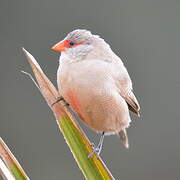 Common Waxbill