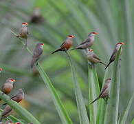 Common Waxbill